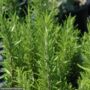 Rosemary – Barbeque – #1 Container